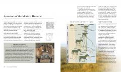 The Horse: A natural history