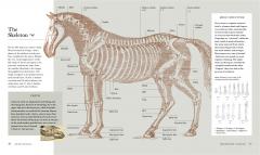 The Horse: A natural history