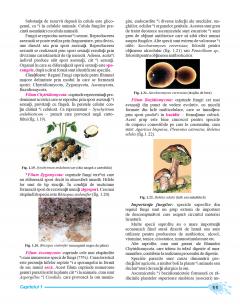Biologie. Manual clasa a IX-a