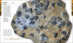 Dinosaurs and Prehistoric Life