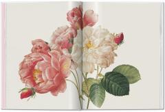 Redoute. Roses