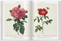 Redoute. Roses