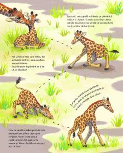 Mica girafa - Acasa, in savana