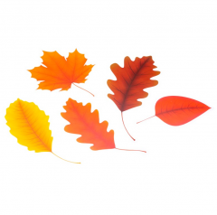  Accesorii craft - Frunzele toamnei