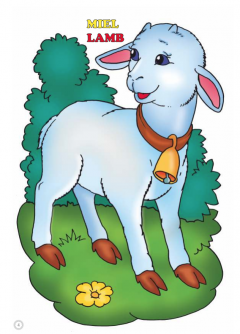 Animale domestice - Pui