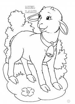 Animale domestice - Pui