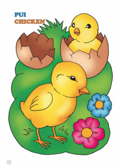 Animale domestice - Pui