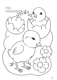 Animale domestice - Pui