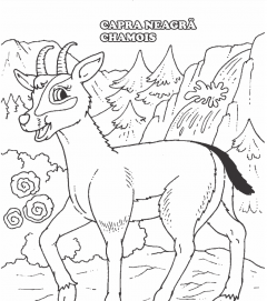 Carte de colorat cu animale si abtibilduri