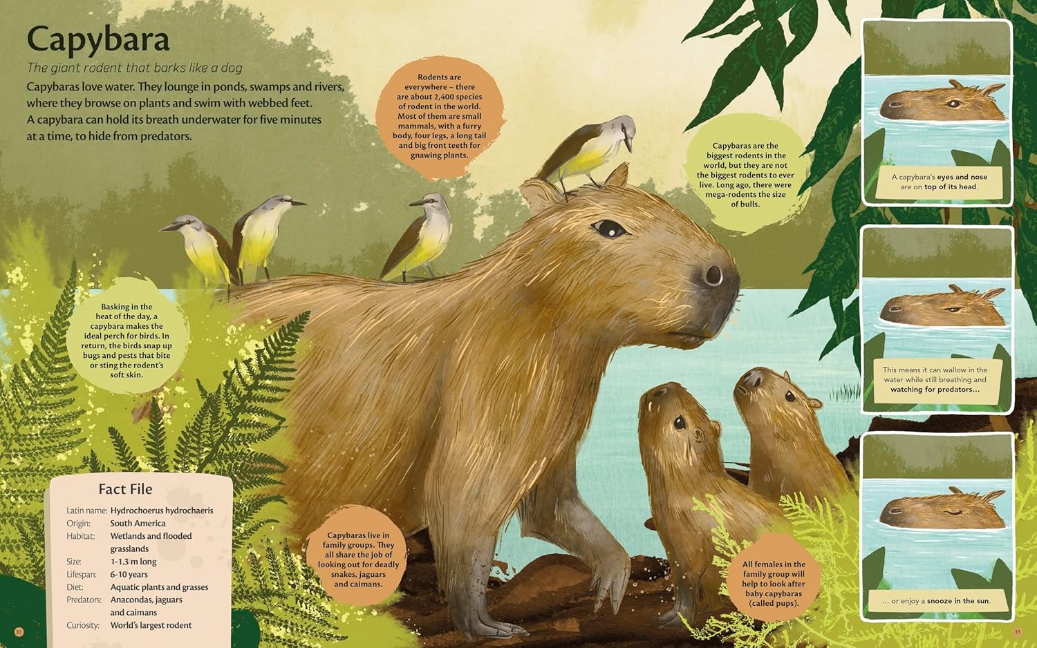 Curious Features of Extraordinary Creatures - Fiona Fogg