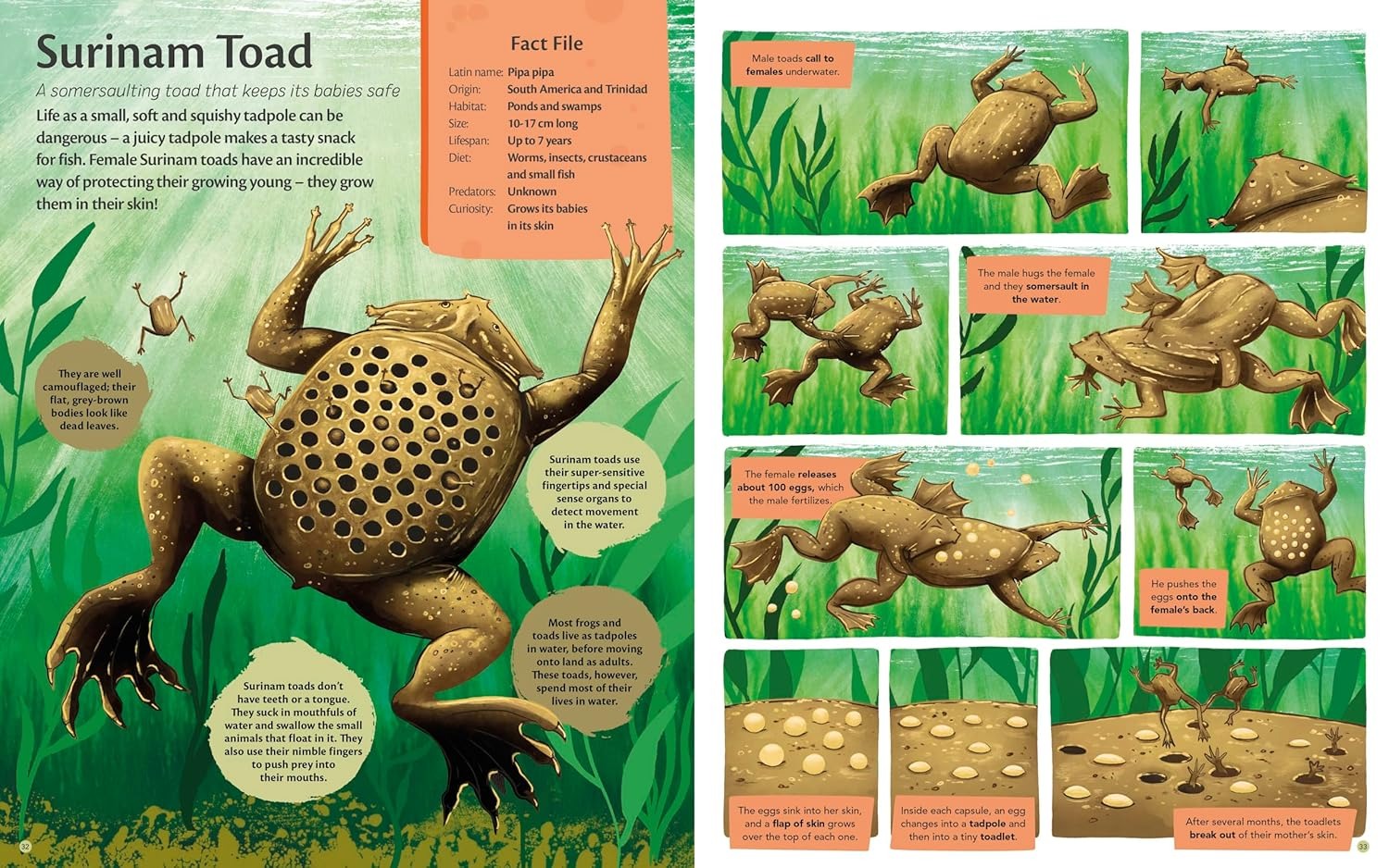 Curious Features of Extraordinary Creatures - Fiona Fogg