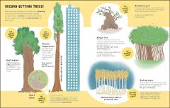 The Lives of Trees