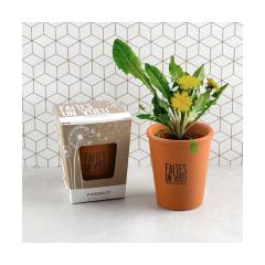 Kit de plantare - Galbenele