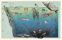 Oceanarium - Junior Edition