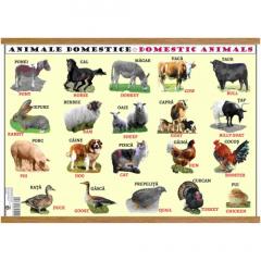 Plansa animale domestice - animale salbatice
