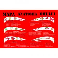 Anatomia omului