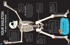 Brilliant Bodies Inside and Out