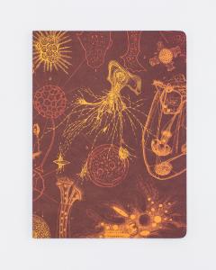 Set 4 caiete - Lab Science