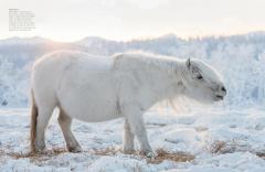 Wild Horses