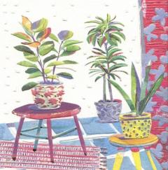 Felicitare - Plante suculente