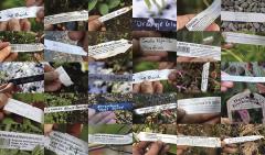 A Beautiful Obsession