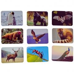 Joc - Learning Cube - Arca lui Noe