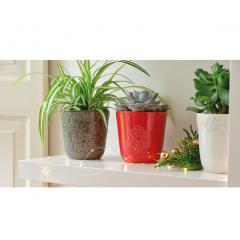 Ghiveci - Christmas - mai multe modele