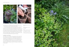 A New Cottage Garden