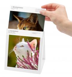 Calendar 2025 - Cat - Page-A-Day