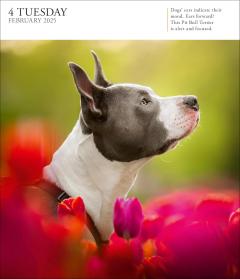 Calendar 2025 - Dog - Page-A-Day