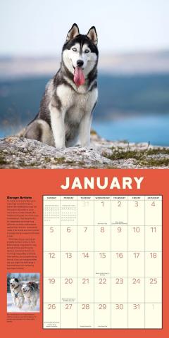 Calendar 2025 - How to Speak Dog