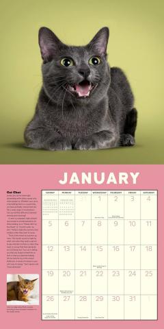 Calendar 2025 - How to Speak Cat