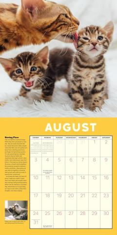 Calendar 2025 - How to Speak Cat