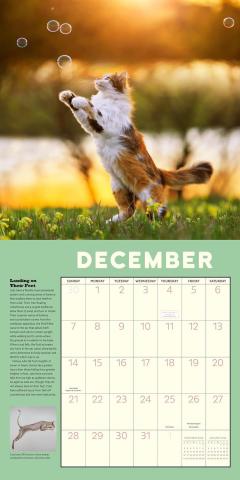 Calendar 2025 - How to Speak Cat
