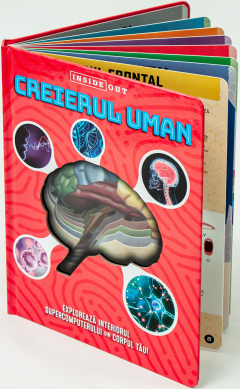 Creierul uman