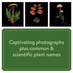 Calendar 2025 - Deep Dark Forest