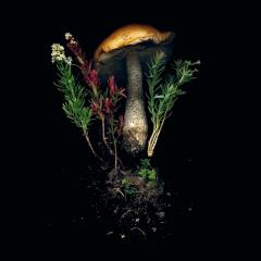 Calendar 2025 - Deep Dark Forest