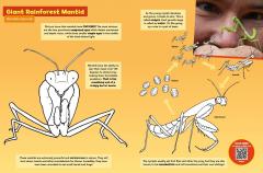 Colour with Chris Humfrey's Coolest Creepy Crawlies