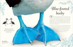 An Anthology of Exquisite Birds