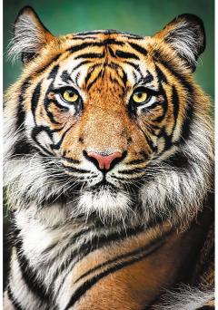 Puzzle 1500 piese - Portret - Tigru