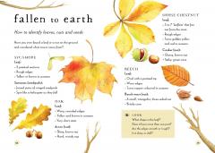 A Field Guide to Autumn