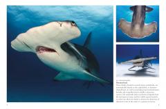 Sharks & Underwater Predators