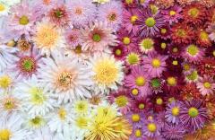 Chrysanthemums