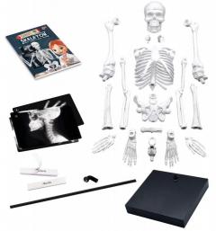 Joc - Scheletul uman