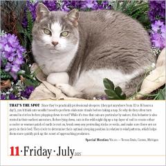 Calendar 2025 - The World's Favourite Cat Calendar - 365 Cats