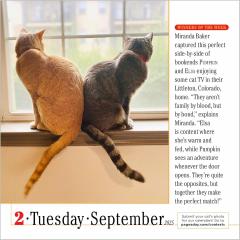 Calendar 2025 - The World's Favourite Cat Calendar - 365 Cats