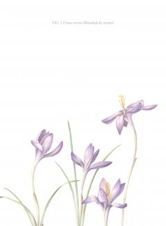 Agenda roz - Florilegium