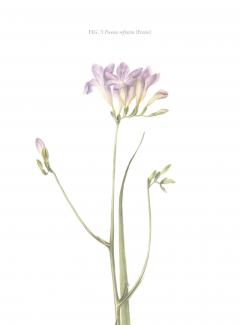 Agenda roz - Florilegium