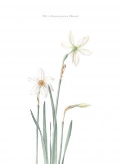 Agenda roz - Florilegium