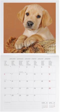 Calendar de perete 2025 - Puppies